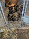 German Shepherd Puppies for sale in 5314 Robinsonville Rd, Breezewood, PA 15533, USA. price: $800