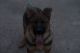 German Shepherd Puppies for sale in Liberal, MO 64762, USA. price: NA