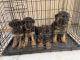 German Shepherd Puppies for sale in Victorville, CA, USA. price: $1,500