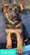 German Shepherd Puppies for sale in Cleveland, GA 30528, USA. price: NA