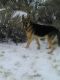 German Shepherd Puppies for sale in Montello, NV 89830, USA. price: NA
