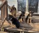 German Shepherd Puppies for sale in Wonder Lake, IL 60097, USA. price: NA