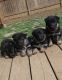 German Shepherd Puppies for sale in Cottage Grove, OR 97424, USA. price: $500