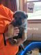 German Shepherd Puppies for sale in Delavan, WI, USA. price: $600