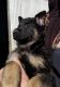 German Shepherd Puppies for sale in Kokomo, IN, USA. price: $500