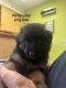 German Shepherd Puppies for sale in Lebanon, PA, USA. price: $900