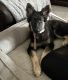 German Shepherd Puppies for sale in Watauga, TX 76137, USA. price: $750