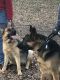 German Shepherd Puppies for sale in Charlotte, NC, USA. price: $600