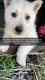 German Shepherd Puppies for sale in Gurnee, IL 60031, USA. price: $700