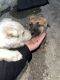 German Shepherd Puppies for sale in Gurnee, IL 60031, USA. price: NA