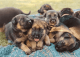 German Shepherd Puppies for sale in Mason, MI 48854, USA. price: $1,300