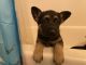 German Shepherd Puppies for sale in Cherryville, NC 28021, USA. price: NA