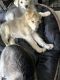 German Shepherd Puppies for sale in 7752 Klump Ave, Sun Valley, CA 91352, USA. price: NA