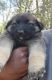 German Shepherd Puppies for sale in Ellaville, GA 31806, USA. price: NA