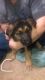 German Shepherd Puppies for sale in Cecilia, KY 42724, USA. price: $350
