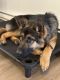 German Shepherd Puppies for sale in Burnsville, MN, USA. price: NA