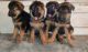 German Shepherd Puppies for sale in Horamavu Banaswadi, Horamavu, Bengaluru, Karnataka 560043, India. price: 15000 INR