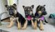 German Shepherd Puppies for sale in Sacramento, CA, USA. price: NA