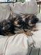 German Shepherd Puppies for sale in Puyallup, WA, USA. price: $800