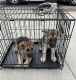 German Shepherd Puppies for sale in Chicago, IL, USA. price: $1,900
