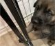 German Shepherd Puppies for sale in Irvine, CA, USA. price: NA