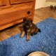 German Shepherd Puppies for sale in Frankfort, KY 40601, USA. price: NA