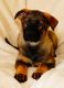 German Shepherd Puppies for sale in 1210 Greystone Rd, Bel Air, MD 21015, USA. price: $800