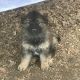 German Shepherd Puppies for sale in Barboursville, VA 22923, USA. price: $1,000