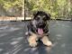 German Shepherd Puppies for sale in Dallas, TX 75217, USA. price: $400