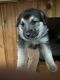German Shepherd Puppies for sale in Ontario, OH 44906, USA. price: NA
