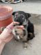 German Shepherd Puppies for sale in 2315 E Tyler Ave, Fresno, CA 93701, USA. price: $100