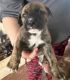 German Shepherd Puppies for sale in Lansing, MI 48906, USA. price: $800