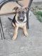 German Shepherd Puppies for sale in Shepherdsville, KY 40165, USA. price: $300