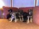 German Shepherd Puppies for sale in Woodstock, GA 30189, USA. price: NA