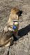 German Shepherd Puppies for sale in Rock Rapids, IA 51246, USA. price: NA