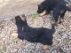 German Shepherd Puppies for sale in New Castle, IN 47362, USA. price: $500