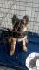 German Shepherd Puppies for sale in 132 W 59th St, Los Angeles, CA 90003, USA. price: NA