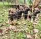 German Shepherd Puppies for sale in Magnolia, TX 77354, USA. price: NA