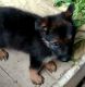 German Shepherd Puppies for sale in 6, Jaipur Golden Hospital Rd, Pocket 1, Sector 3A, Rohini, Delhi, 110085, India. price: 12,500 INR