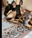 German Shepherd Puppies for sale in Wilson, MI 49896, USA. price: $800