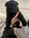 German Shepherd Puppies for sale in Vincennes, IN 47591, USA. price: $1,000