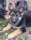 German Shepherd Puppies for sale in Pawhuska, OK 74056, USA. price: NA
