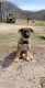 German Shepherd Puppies for sale in Prairie du Chien, WI 53821, USA. price: $800