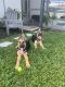 German Shepherd Puppies for sale in Orlando, FL, USA. price: $800
