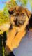 German Shepherd Puppies for sale in Snow Camp, NC 27349, USA. price: NA