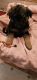German Shepherd Puppies for sale in Almond, NY, USA. price: NA