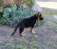 German Shepherd Puppies for sale in Menifee, CA 92584, USA. price: $900