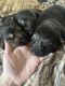 German Shepherd Puppies for sale in Romulus, MI, USA. price: $800