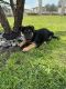 German Shepherd Puppies for sale in San Diego, CA, USA. price: $350