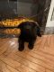 German Shepherd Puppies for sale in Ontario, OH 44903, USA. price: NA